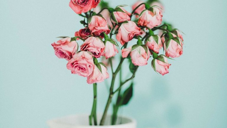 tanalee youngblood 344759 unsplash result